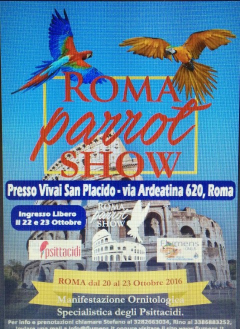 Roma parrot show